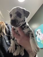 Dalmatian Puppies for sale in Warwick, RI, USA. price: $1,250
