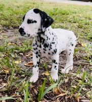 Dalmatian Puppies for sale in Delray Beach, FL, USA. price: $1,750