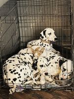 Dalmatian Puppies for sale in San Antonio, TX, USA. price: $250