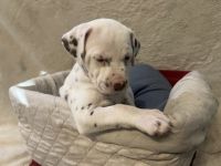 Dalmatian Puppies for sale in Bronx, NY, USA. price: $1,200