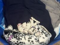 Dalmatian Puppies for sale in Westfield, IN, USA. price: $1,150