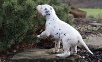 Dalmatian Puppies for sale in Montreal, QC H3B 1X8, Canada. price: $650