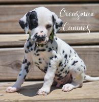 Dalmatian Puppies for sale in Ider, AL, USA. price: NA