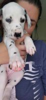 Dalmatian Puppies for sale in Zephyrhills, FL, USA. price: $1,000