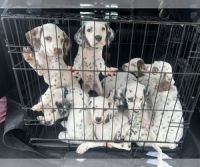 Dalmatian Puppies for sale in La Puente, CA, USA. price: $800