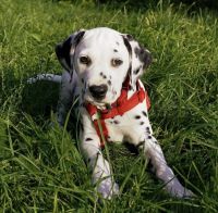 Dalmatian Puppies for sale in California City, CA, USA. price: $850