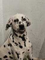 Dalmatian Puppies for sale in Bronx, New York. price: $250