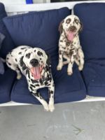 Dalmatian Puppies for sale in Wesley Chapel, Florida. price: $2,500