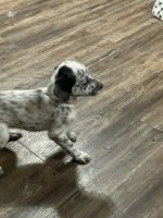 Dalmatian Puppies for sale in Tyler, TX, USA. price: $100