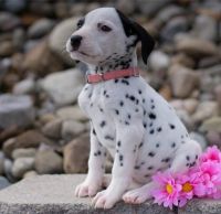 Dalmatian Puppies for sale in Adelaide, South Australia. price: $1,500