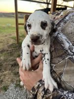 Dalmatian Puppies for sale in Pittsburg, Kansas. price: $900