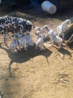 Dalmatian Puppies for sale in Riverside, California. price: $1,000