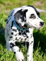 Dalmatian Puppies for sale in Binghamton, New York. price: $400