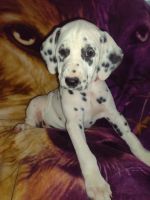 Dalmatian Puppies for sale in Rutherfordton, North Carolina. price: $800