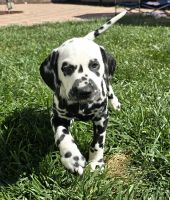 Dalmatian Puppies for sale in Ventura, California. price: $2,500