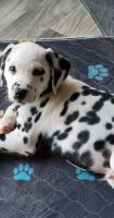 Dalmatian Puppies for sale in Owosso, Michigan. price: $1,500