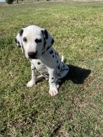 Dalmatian Puppies for sale in Singleton, New South Wales. price: $1,600