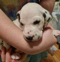 Dalmatian Puppies for sale in Wilkes-Barre, Pennsylvania. price: $1,200