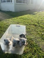 Dalmatian Puppies for sale in Homestead, Florida. price: $50
