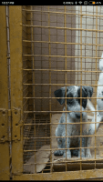 Dalmatian Puppies for sale in Tarnaka, Secunderabad, Telangana, India. price: 5500 INR