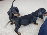 Damchi Puppies for sale in Texas City, TX, USA. price: $1,400