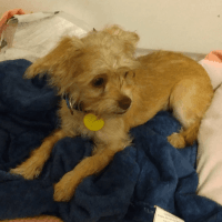 Dandie Dinmont Terrier Puppies for sale in Dallas, TX, USA. price: $1,000