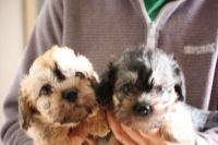 Dandie Dinmont Terrier Puppies Photos