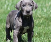Dandie Dinmont Terrier Puppies for sale in Virginia Beach, VA, USA. price: $300