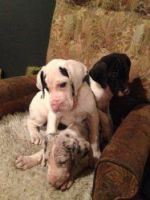 Danish Swedish Farmdog Puppies for sale in Virginia Beach, VA, USA. price: $400