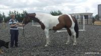 Danish Warmblood Horses for sale in Doddridge, Sulphur Township, AR 71826, USA. price: $1,000
