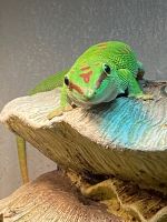 Day Geckos Reptiles for sale in Weeki Wachee, FL, USA. price: $70