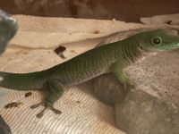 Day Geckos Reptiles for sale in Hollister, CA 95023, USA. price: $40