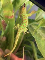 Day Geckos Reptiles for sale in Bakersfield, CA, USA. price: $80