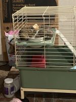 Degu Rodents for sale in Township of Hamburg, MI 48189, USA. price: $20