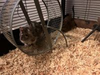 Degu Rodents Photos