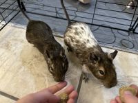 Degu Rodents for sale in Palm Bay, Florida. price: NA