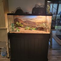 Desert Banded Gecko Reptiles for sale in Rutland, OH, USA. price: $175