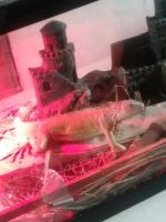 Desert Iguana Reptiles for sale in Cincinnati, OH, USA. price: $40