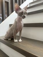 Devon rex ready for their forever home