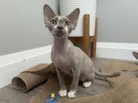 Devon rex ready for their forever home
