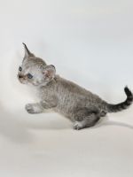Devon Rex Kitten