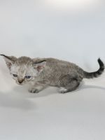 Devon Rex Kitten