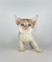 Devon Rex Kitten