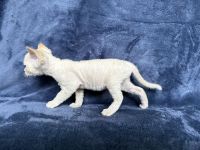 Allie Devon Rex kitten