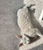 Pure breed Devon Rex kittens (Mom\ Dad are in photos)