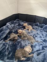 Devon Rex kittens