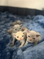 Devon Rex kittens