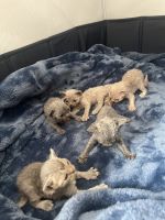 Devon Rex kittens