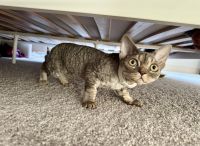 Devon Rex Stud Service – CFA Registered – Proven Male