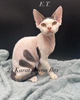 Devon Rex males